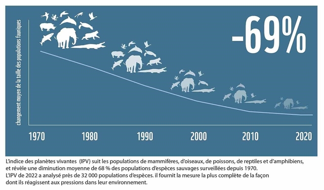 Baisse de 69 de la population danimaux sauvages vertébrés depuis 1970